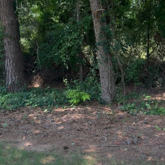 Forestry Mulching