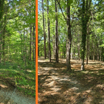 foresry mulching
