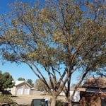 Allison residence
