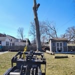 Large Tree Removal