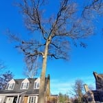 Tree Removal