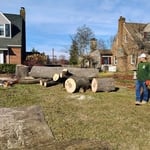 Tree & Shrub Removal