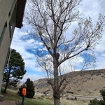 Trimming the tree