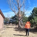 Tree removed