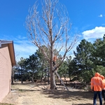 Tree removed
