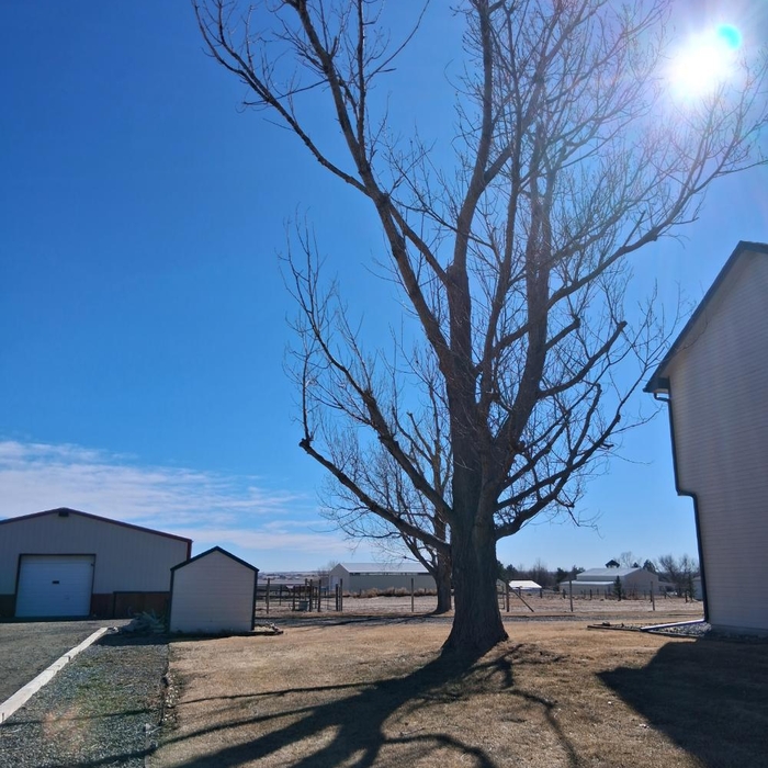 Tree removal