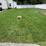 Sod installation