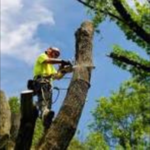 Tree Trimming
