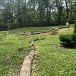 Tree cutting