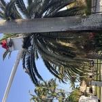 Remove. Palm