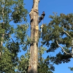 Tree Removal