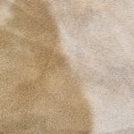 Pet odor removal