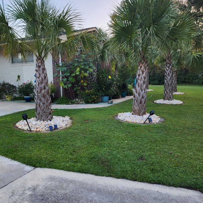 Palm trees