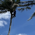 Coconut Palm Trim