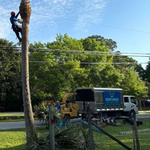 Palm Tree Removal