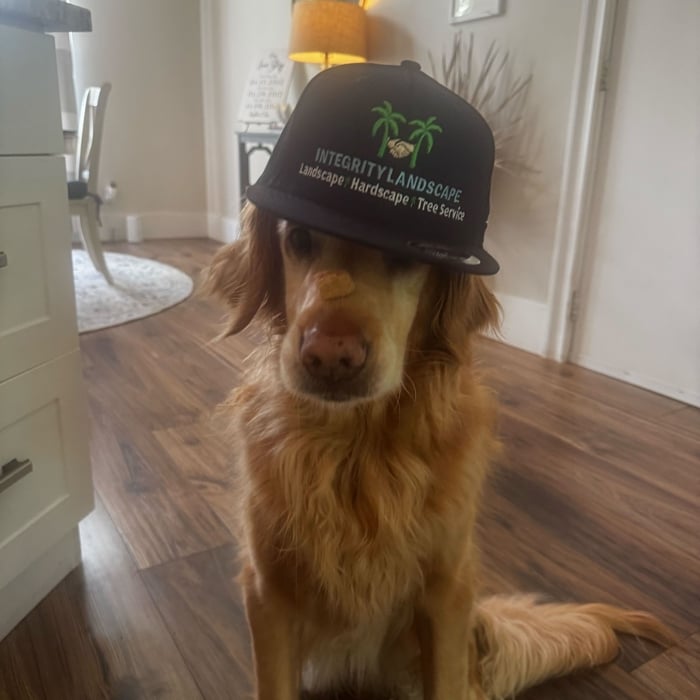 Chief StressOfficer