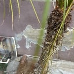 Stucco patches