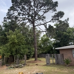 Tree removal