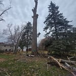 Tree Removal