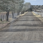 42 silver poplars