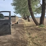 42 silver poplars