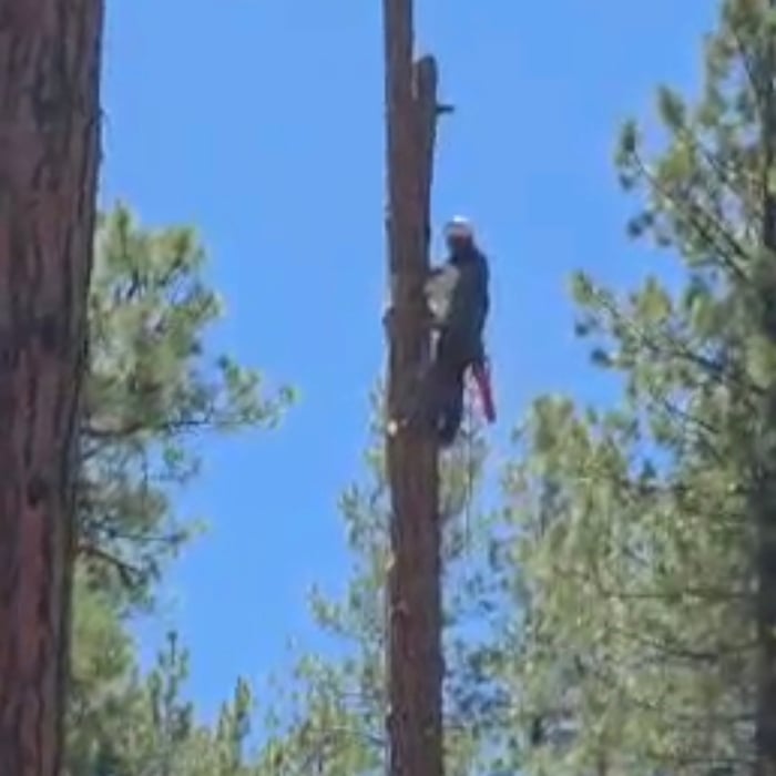 Large tree removal