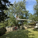 Tree removal