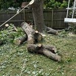 Tree removal