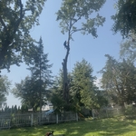 Tree removal
