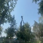 Tree removal