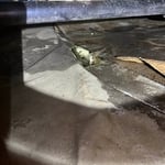 Home Inspection