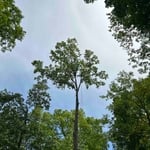 Tree trimmer