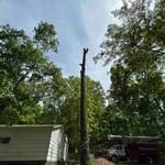 Tree trimmer
