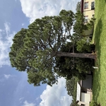 Pine Tree removal