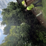 Brush removal
