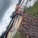 Pine Tree removal