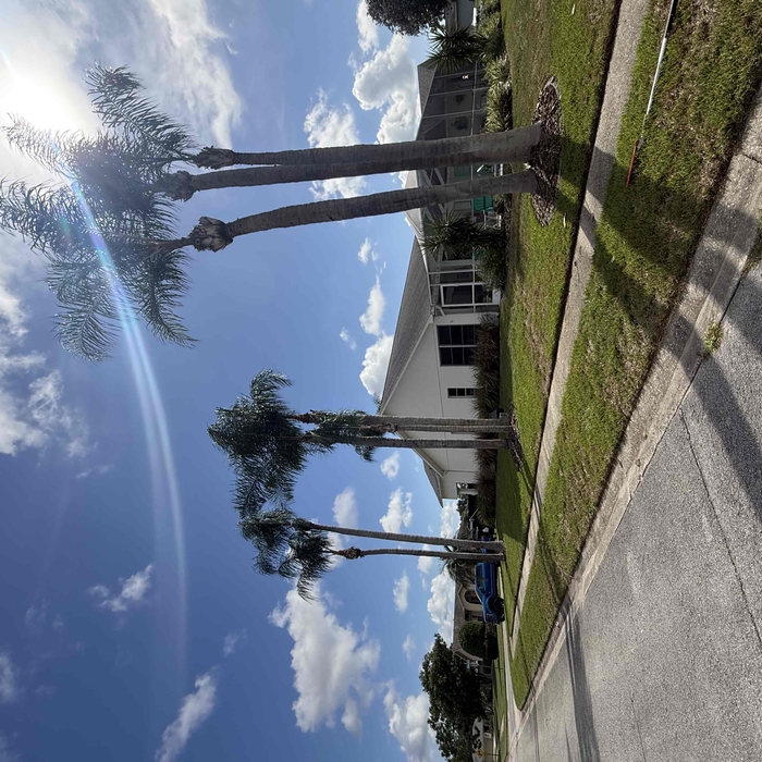 Palm tree Pruning