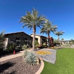 Date palm trim