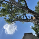 Tree service