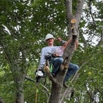 Tree trimming