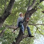Tree trimming