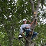 Tree trimming