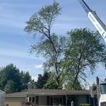 Hazard Tree Crane Removal