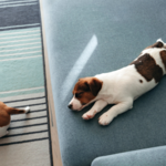 Upholstery Cleaning