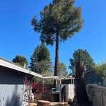 Tree removal