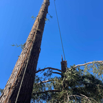 Tree removal