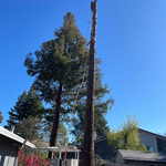 Tree removal