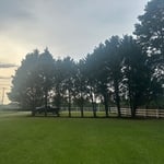 Raised Tree Canopy