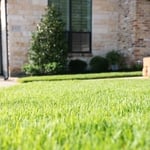Healthy, Thick Lawn