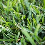 Green Lawn